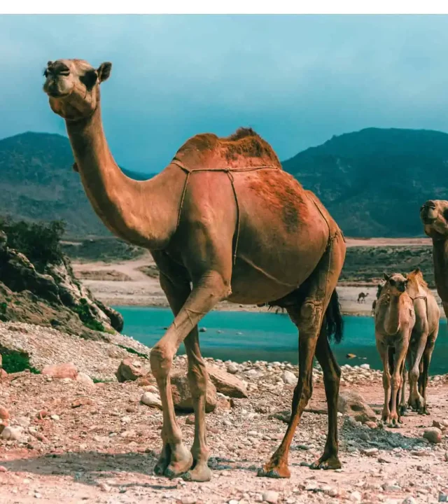 Camels in Oman